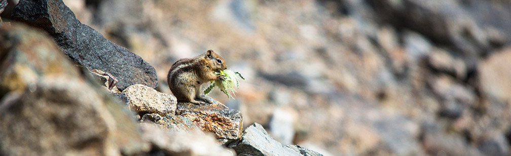 Golden mantled ground squirrel
