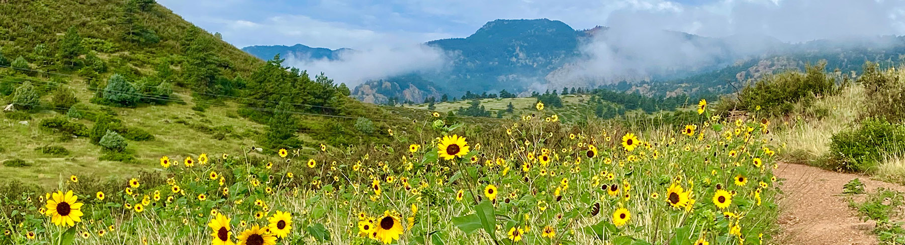 Sunflowers Hall Ranch Boulder