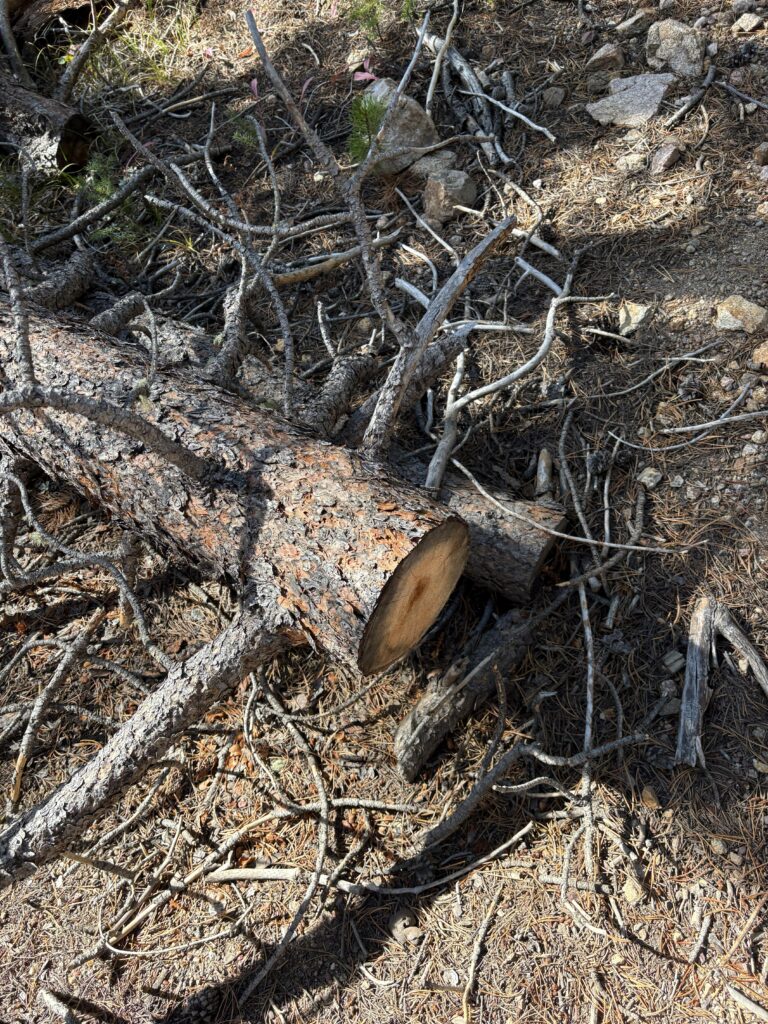 Unauthorized trail showing with tree cut by visitors