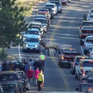 crowded road with cars and elk rocky mtn natl park